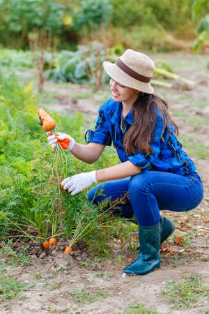 Gardening. Woman with organic carrots in a vegetable garden. Happy girl harvesting carrots in field. Gardener with carrots in garden. Harvest. Young farmer harvesting carrots.の写真素材