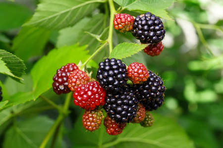 ripe and unripe blackberries on the bush with selective focus. Bunch of blackberries. Berry...