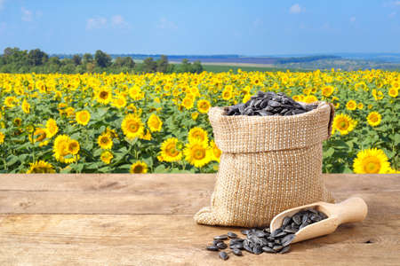 sunflower seeds in sack. Sunflower seeds in burlap bag on wooden table with field of sunflower on the background. Sunflower field with blue sky. Photo with copy space area for a textの写真素材