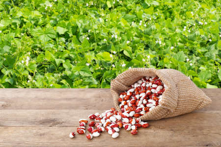 pinto beans in burlap bag. Dry kidney beans in burlap sack scattered on table with green blooming...