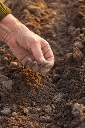 Hand planting seeds in the ground