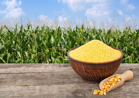 uncooked cornmeal in bowl with scoop on wooden table with green field on the background. Agriculture and harvest concept. Maize with maize field backgroundの写真素材