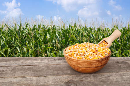 uncooked corn seeds in bowl with scoop on wooden table with green field on the background. Agriculture and harvest concept. Maize with maize field backgroundの写真素材
