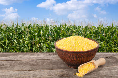 uncooked cornmeal porridge in bowl with scoop on wooden table with green field on the background. Agriculture and harvest concept. Maize with maize field backgroundの写真素材