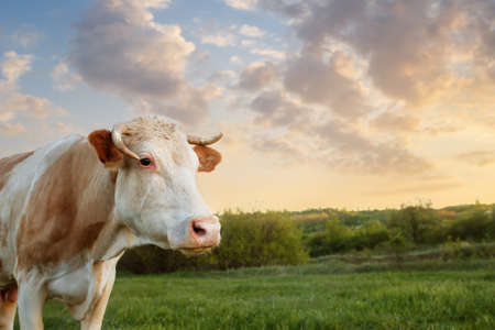 cow grazing on meadow. Cattle on a mountain pasture on sunset. Green meadow and cow, summer landscape. Closeup of cow muzzle look at the camera. Photo with copy spaceの写真素材