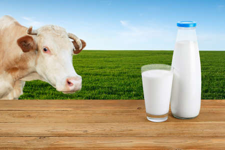 milk in glass and bottle on table with cow on the green meadow with blue sky on the background. Milk on the background of grazing cow. Closeup of cow muzzle look at the camera. Photo with copy spaceの写真素材