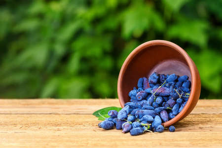 honeysuckle berries in bowlの写真素材