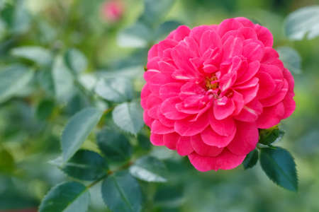 pink fairy roseの写真素材