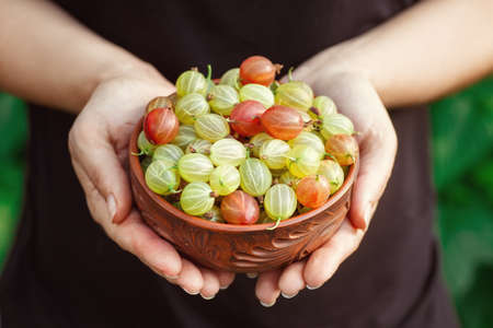 closeup gooseberries in bowl at female hands. Gardening, agriculture, harvest concept. Hands holding bowl with fresh ripe gooseberries. Harvest of summer berriesの写真素材