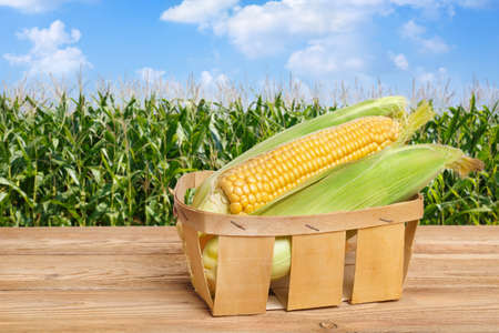 fresh corn cobs in basket