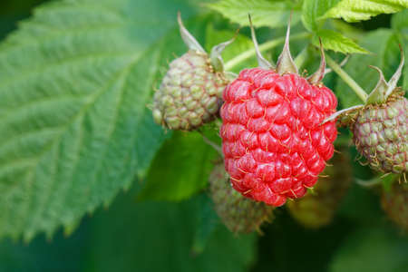 raspberries on the bushの写真素材