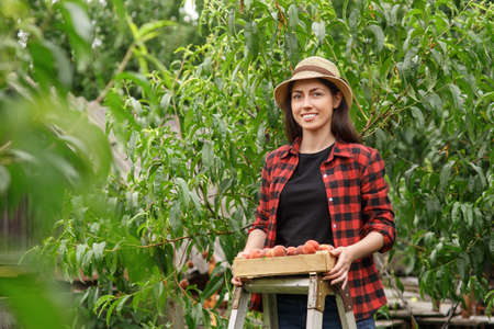 woman picking peachesの写真素材