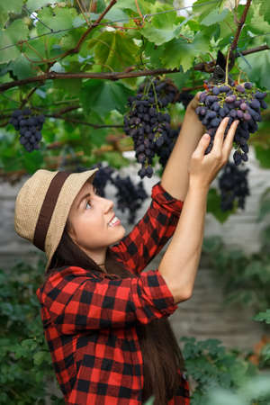 gardener picking grapeの写真素材
