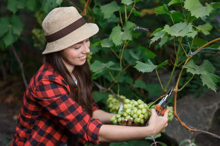 woman gardener picking grape