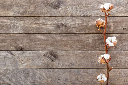 branch of cotton on wooden backgroundの写真素材