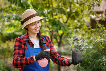 gardener spraying pesticide or water on flowers in pot