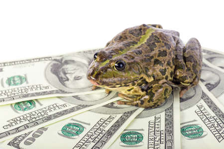 frog on the moneyの写真素材