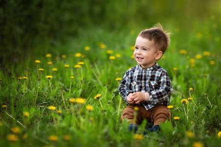 little boy sitting in the flowering dandelion fieldの写真素材