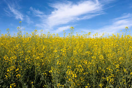 blooming rapeseed field