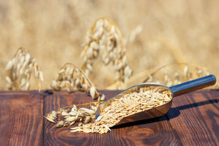 oat grains in scoopの写真素材