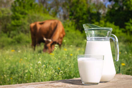 milk with cow on the backgroundの写真素材