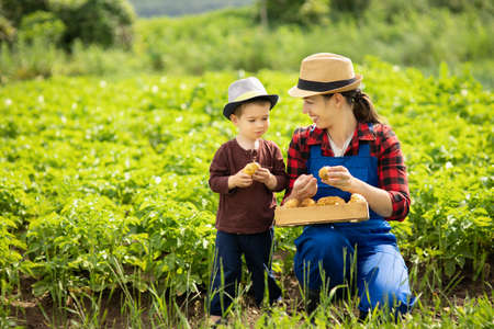 woman gardener with son harvesting potatoesの写真素材