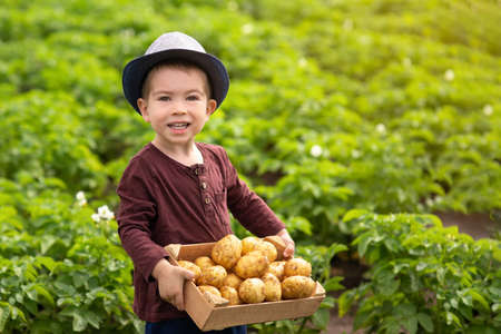 little boy with potatoes in boxの写真素材