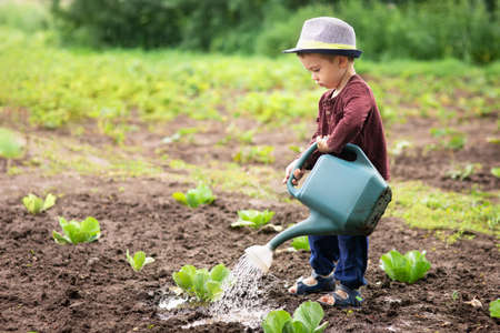 little boy watering plantsの写真素材