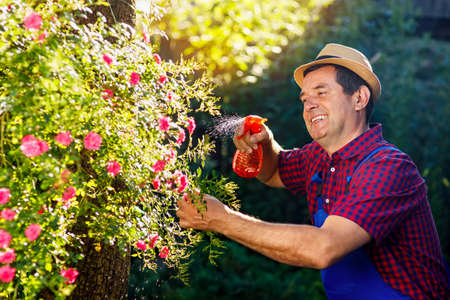 gardener spraying water on flowers
