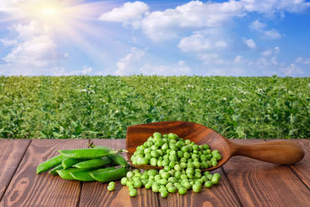 green peas in scoop on wooden table against the sunshine agricultural fieldの写真素材