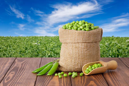 green peas in burlap sack on wooden table against the agricultural fieldの写真素材