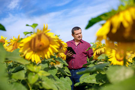 farmer in sunflower fieldの写真素材