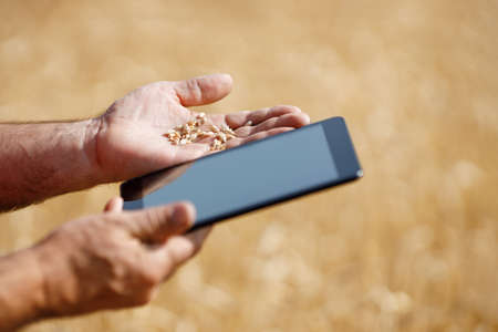 electronic tablet in a wheat fieldの写真素材