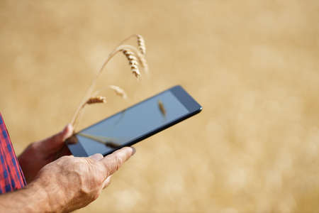 electronic tablet in a wheat fieldの写真素材