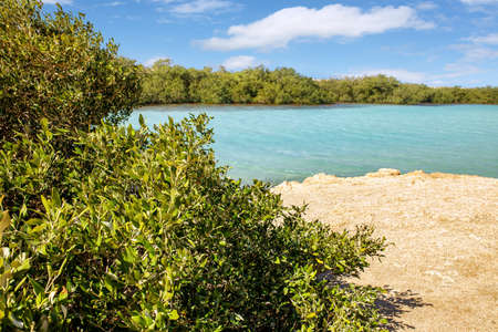 Mangroves in National park Ras Mohammed in Egyptの写真素材