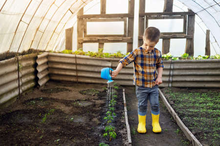 cute little boy watering seedling in greenhouseの写真素材