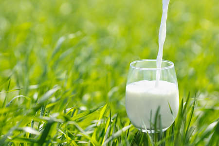 milk pouring into glass on green grassの写真素材