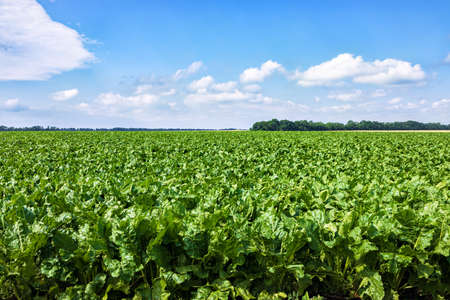 green field of sugar beet with blue sky background