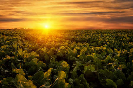 field of sweet sugar beet with sky on the sunsetの写真素材