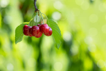 ripe red cherries hanging on branch in garden