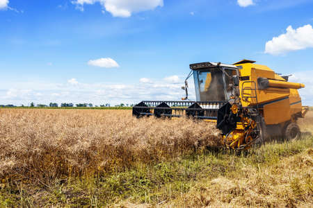combine harvester cutting ripe rapeseed pods on field