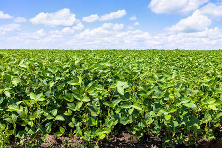 green soybean field with blue sky backgroundの写真素材