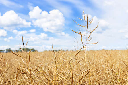 dry yellow rapeseed pods on agricultural fieldの写真素材
