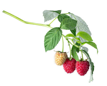 branch of ripe and unripe raspberries with leaves isolatedの写真素材