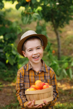 happy child boy holding basket with apricotsの写真素材