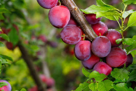 ripecherry plums hanging on branch in gardenの写真素材