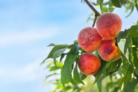 ripe peaches in garden ready to harvestの写真素材