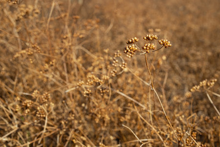 brown coriander plants on field ready to harvest
