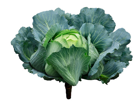 green cabbage head isolated on white backgroundの写真素材