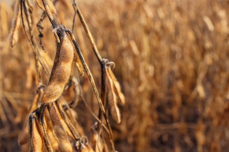ripe soybean pods on the agricultural field ready to harvestの写真素材